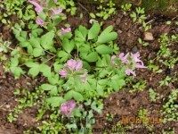 ОЩЕ ДЕН ЩЕ НОСИМ ЧАДЪРИ