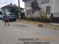 ПЪРВИ СЛУЧАЙ НА МАРСИЛСКА ТРЕСКА В РЕГИОНА